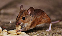 24 Hour & Emergency Exterminators in Stone, ID
